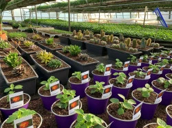 Horticulteur Saint-Gilles-Croix-de-Vie